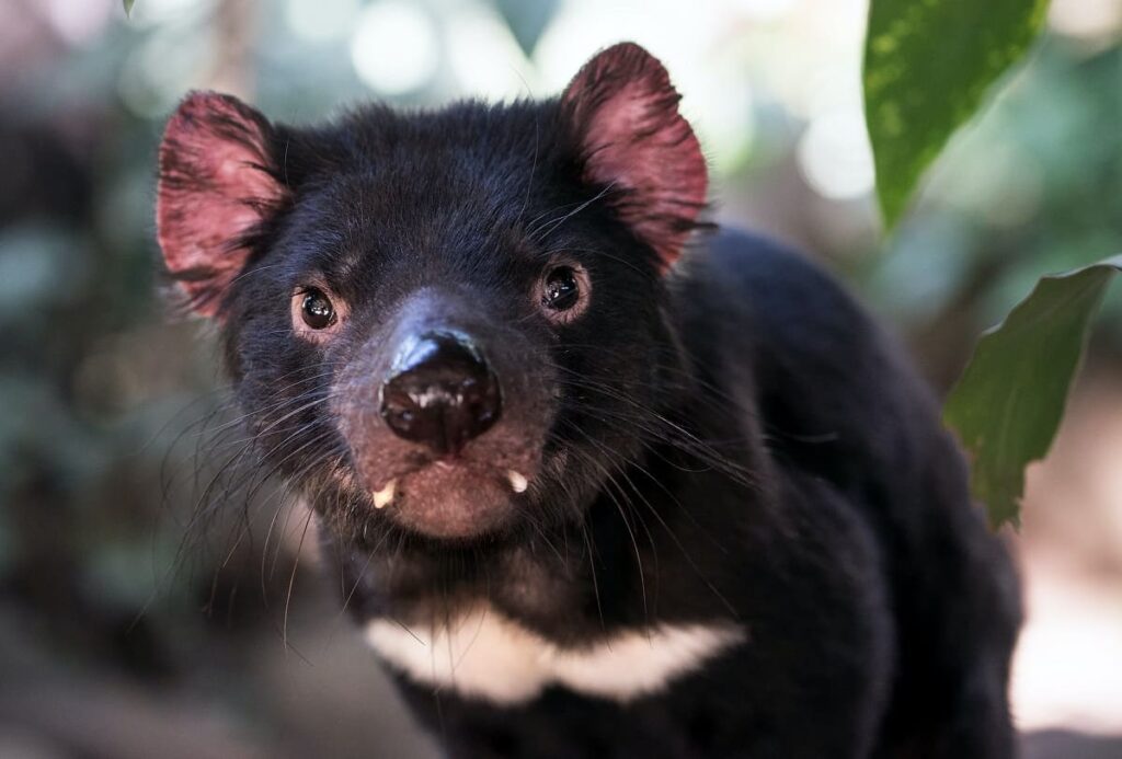 Diabos Da Tasmânia Nascem Na Natureza Após 3 Mil Anos 8124