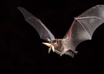 O morcego Pteronotus rubiginosus captura insetos em pleno voo
(Foto: Oriol Massana)