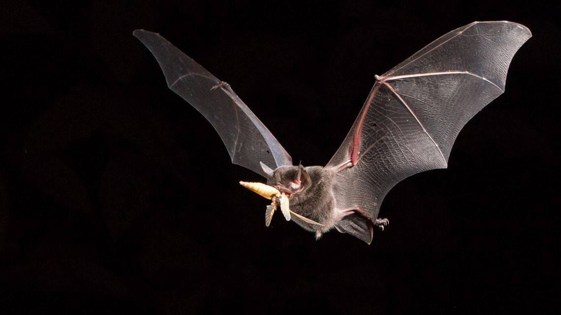 O morcego Pteronotus rubiginosus captura insetos em pleno voo
(Foto: Oriol Massana)