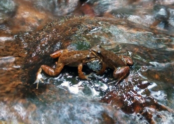 Quando um macho invade o território de outro, acontece um confronto
(Foto: Vinicius Caldart / UEPG)