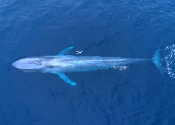 Baleia-azul na costa oeste norte-americana: pode chegar a 30 metros de comprimento (Saintsfc / iNaturalist)