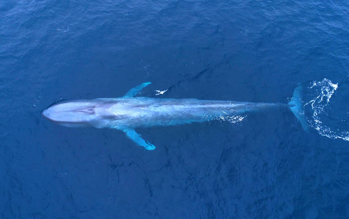 Baleia-azul na costa oeste norte-americana: pode chegar a 30 metros de comprimento (Saintsfc / iNaturalist)