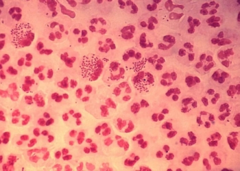 Bactéria 'Neisseria gonorrhoeae', causadora da gonorreia, infecção sexualmente transmissível (CDC/ Joe Millar)