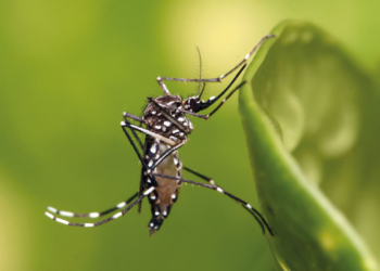 mosquito Aedes aegypti