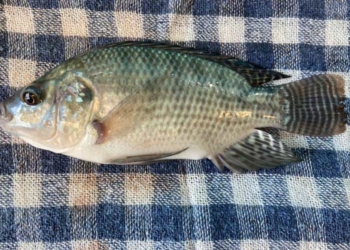 tilapia