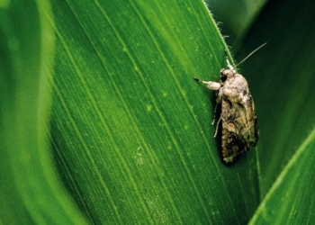 A lagarta-do-cartucho (Spodoptera frugiperda) é responsável por perdas de até 50% em plantações de milho (Foto: Produtora São Paulo / Oxitec)