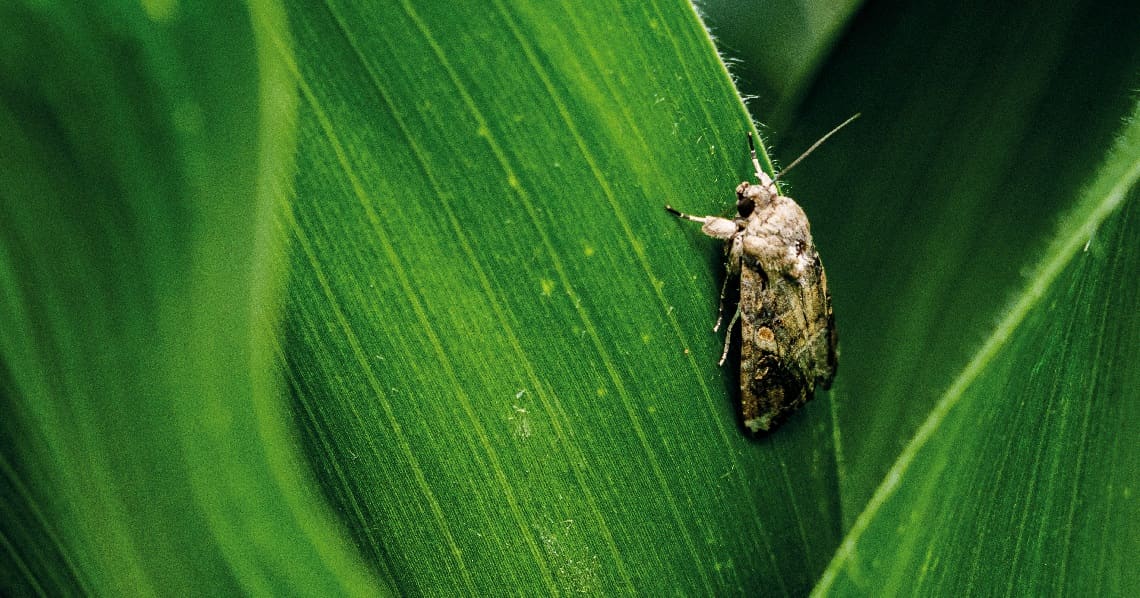 A lagarta-do-cartucho (Spodoptera frugiperda) é responsável por perdas de até 50% em plantações de milho (Foto: Produtora São Paulo / Oxitec)