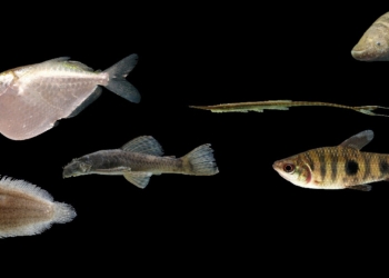 A partir do alto, peixe-borboleta (Thoracocharax stellatus), cascudo (Ancistrus sp.), linguado (Apionichthys finis), sarapó ou tuvira (Gymnotus carapo), peixe-galho(Farlowella kneri) e piau-três-pintas (Leporinus friderici) - 
(Foto: Tiago Carvalho / University of Louisiana at Lafayette / James Albert / University of Louisiana at Lafayette)