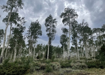 A floresta de álamos Pando é composta por cerca de 40.000 clones ou "caules" geneticamente idênticos conectados pelas raízes. Coletivamente, é a maior e mais antiga árvore do mundo. (Foto por Jeff Rice)