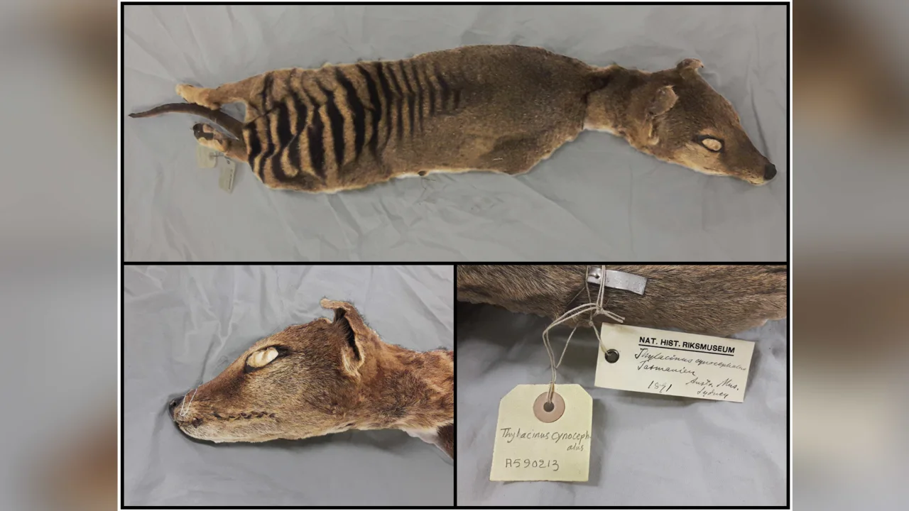 Os pesquisadores coletaram amostras de tecido de um espécime de tigre da Tasmânia de 130 anos, armazenado em temperatura ambiente no Museu Sueco de História Natural, em Estocolmo. (Foto: Emílio Mármol Sánchez)