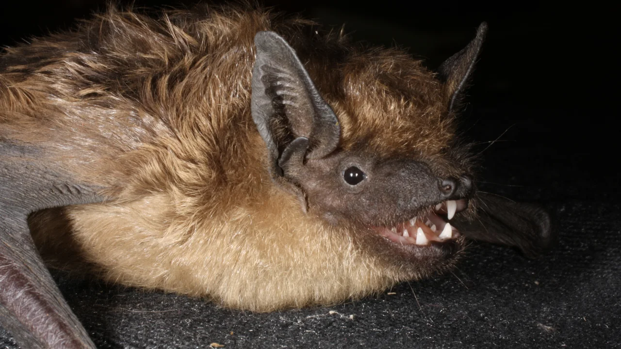 morcego serotino