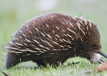 A equidna-de-bico-curto, que vive na Austrália e Nova Guiné (Foto: JJHarrison / Wikimedia Commons)