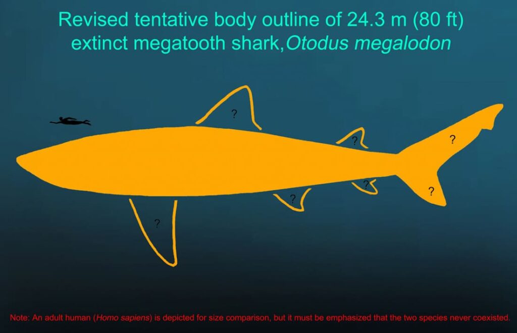 comparacao humano e megalodonte