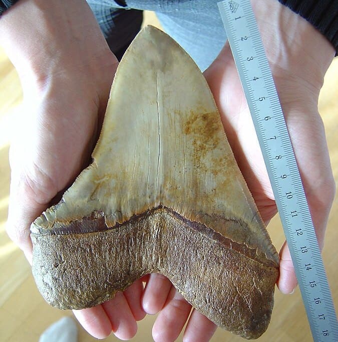 dente de Megalodon