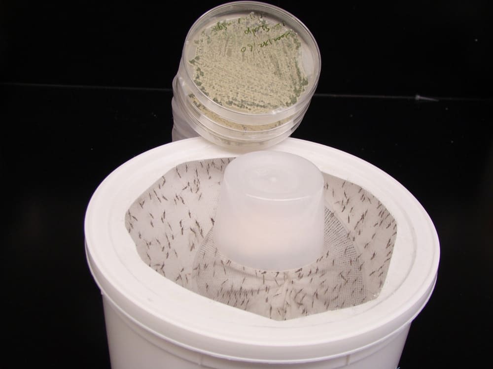 mosquitos colocados em um recipiente com fungo