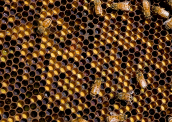 Cientistas descobrem que colmeias funcionam como um sistema imunológico que protege milhares de abelhas 2 Abelhas da espécie Apis mellifera sobre favos com pólen armazenado. (Nick Pitsas/CSIRO — Wikimedia Commons — CC BY 3.0)