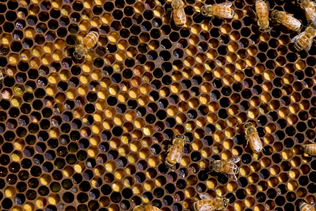 Abelhas da especie Apis mellifera sobre favos com polen armazenado