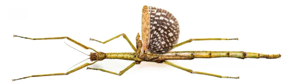 Inseto gigante enganou cientistas por décadas; seus ovos guardavam outra surpresa 2 Anchiale mabiensis