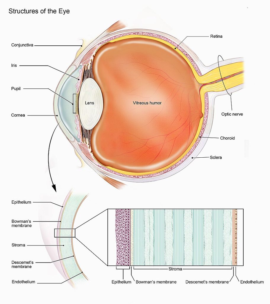 Cientistas descobrem como pequenas saliências na córnea podem contribuir para a perda da visão 2 Estrutura do olho humano e das camadas da cornea
