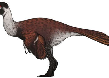 Reconstrução artística do Infernogallus jamesi, pequeno dinossauro descrito a partir de fósseis do fim do período Cretáceo. (Connor Ashbridge/Wikimedia Commons – CC BY 4.0)