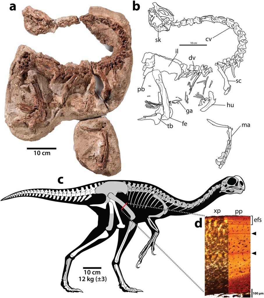Infernogallus jamesi holotype ROM VP 65050