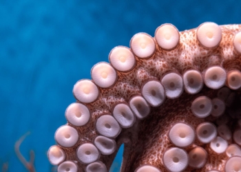 Cientistas descobrem pista surpreendente sobre como surgiram as ventosas dos polvos 2 Ventosas de um polvo da espécie Octopus cyanea, fotografado no Aquarium of the Pacific, na Califórnia. Foto: Coughdrop12/Wikimedia Commons.