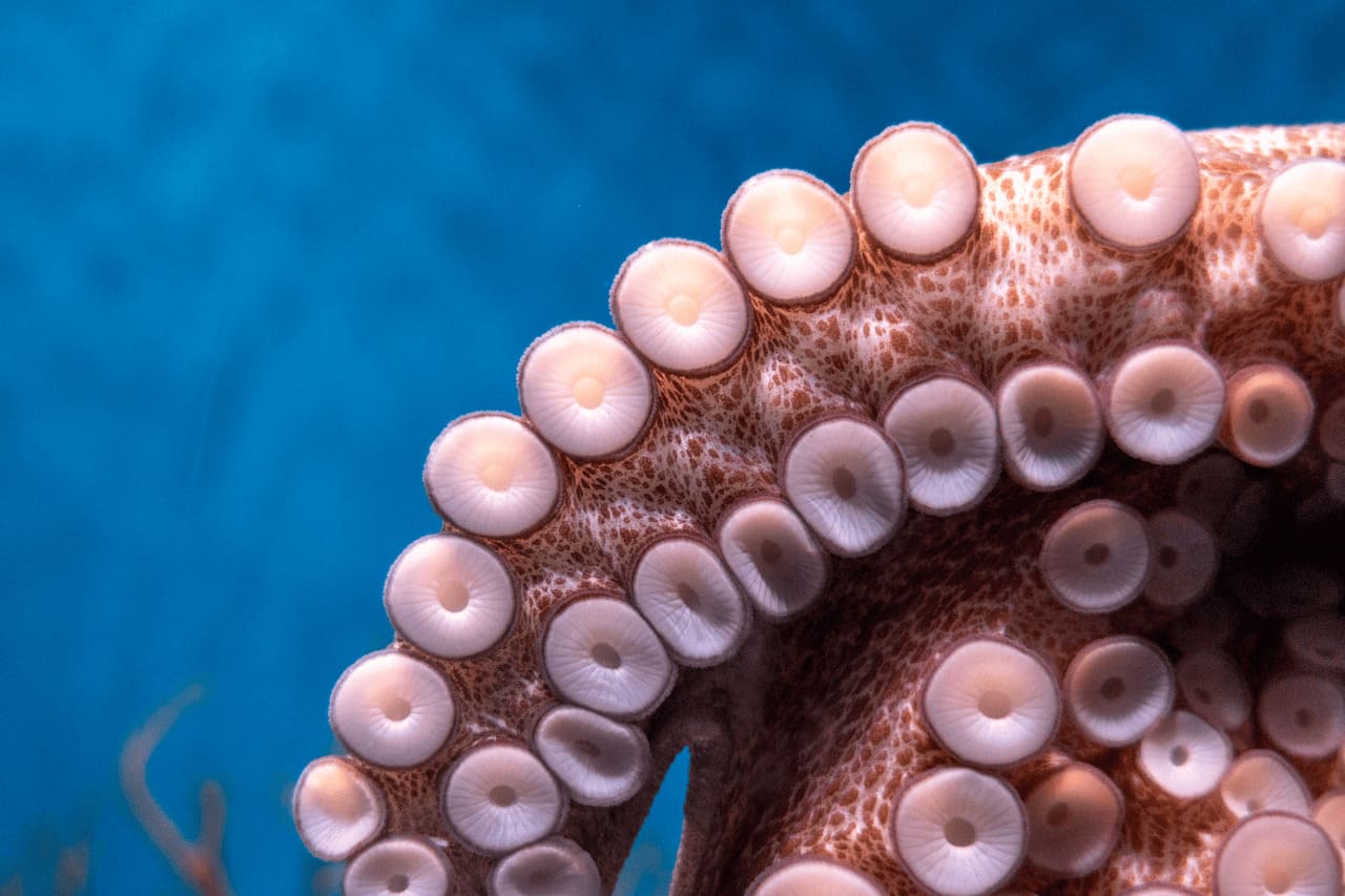 Ventosas de um polvo da especie Octopus cyanea