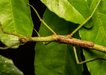 Inseto gigante enganou cientistas por décadas; seus ovos guardavam outra surpresa 2 Uma espécie de bicho-pau recém-identificada, Anchiale mabiensis, pode ser encontrada na Floresta Mabi, na Austrália. (Foto: Angus J. Emmott via Jones et al., Austral Entomology , 2026, sob licença CC BY 4.0)