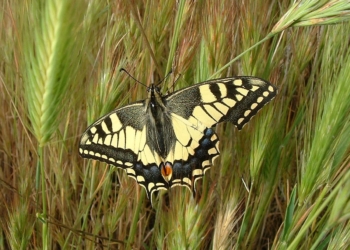 Cientistas descobrem por que pássaros erram ao tentar capturar certas borboletas 2 Papilio machaon foi uma das espécies filmadas pelos pesquisadores para analisar como os padrões das asas interferem na percepção de movimento. Foto: Adrian198cm/Wikimedia Commons (Domínio Público)