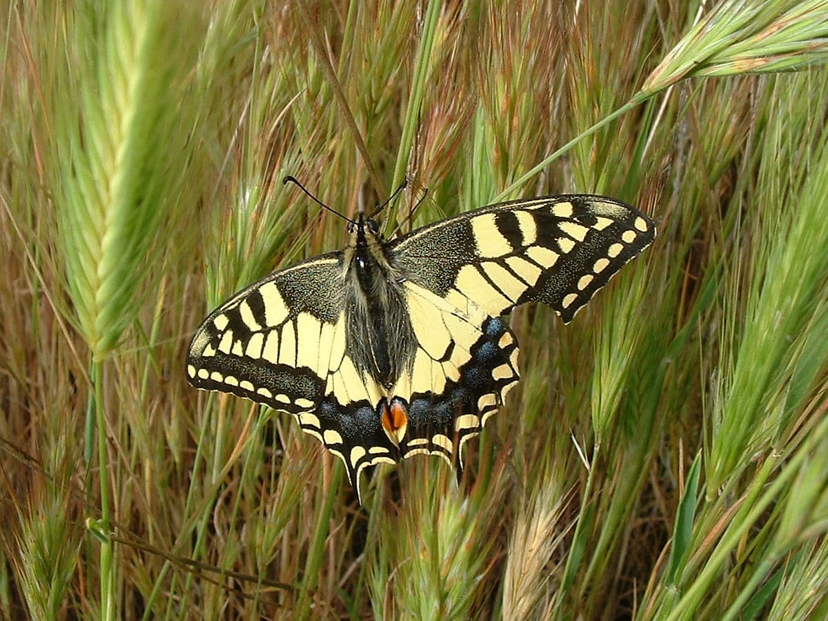 Cientistas descobrem por que pássaros erram ao tentar capturar certas borboletas 1 Papilio machaon foi uma das espécies filmadas pelos pesquisadores para analisar como os padrões das asas interferem na percepção de movimento. Foto: Adrian198cm/Wikimedia Commons (Domínio Público)