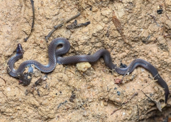 Cobras fazem cambalhotas a até 13 km/h sem perder a direção; cientistas explicam como 3 Exemplar de Pseudorabdion longiceps, uma das espécies estudadas. Fotografia de arquivo feita na Tailândia em 2020, não durante o experimento. (Foto: Autor: Rushen; crédito solicitado: Thai National Parks. Licença CC BY-SA 2.0)