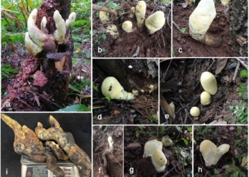 Exemplares de Dianjunus rex encontrados em florestas de Yunnan, na China. A nova espécie produz estruturas que podem atingir 50 centímetros de altura. (Crédito: Song et al. / Frontiers in Fungal Biology — CC BY.)
