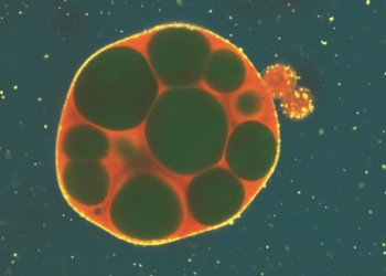 Gotícula sintética de RNA com vacúolos formados após a introdução de mutações no DNA usado como molde. (Crédito: William Verstraeten / Nature Chemical Engineering — CC BY 4.0.)