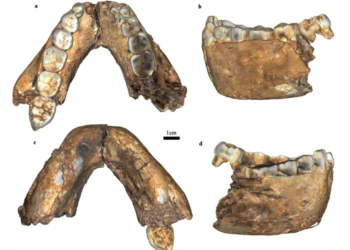 Novo achado muda a cronologia de um dos ancestrais mais importantes da humanidade 3 Mandíbula fóssil de Paranthropus robustus encontrada em Drimolen, na África do Sul. (Foto: Jesse Martin et al./La Trobe University)