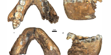 Mandíbula fóssil de Paranthropus robustus encontrada em Drimolen, na África do Sul. (Foto: Jesse Martin et al./La Trobe University)