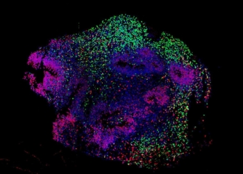 Imagem representativa de um organoide em desenvolvimento semelhante ao córtex humano. (Foto: Dra. Adrianna Carrasco do Laboratório Samarasinghe)