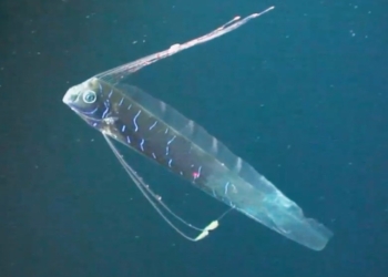 Um dos peixes mais estranhos do oceano pode ensinar robôs a nadar em silêncio 2 peixe remo