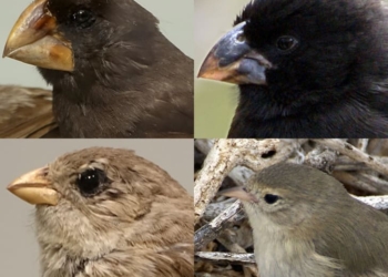 Quatro dos tentilhões de Darwin, em sentido horário (a partir do canto superior esquerdo: Geospiza magnirostris, Geospiza fortis, Certhidea fusca, Camarhynchus parvulus (Por Collage by Kiwi Rex - File:Geospiza magnirostris - Hessisches Landesmuseum Darmstadt - Darmstadt, Germany - DSC00101.jpg by DaderotFile:Geospiza fortis.jpg by putneymark[1]File:Certhidea olivacea.jpg by RajShekharFile:Camarhynchus parvulus - Hessisches Landesmuseum Darmstadt - Darmstadt, Germany - DSC00091.jpg by Daderot, CC BY-SA 4.0)