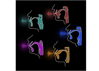 Diferenças na garganta podem ter ajudado a diversificar os sons das línguas humanas 2 Contornos do trato vocal mostram diferentes configurações usadas por falantes para produzir as mesmas vogais. (Imagem: Tiena Danner e Christoph Zollikofer / CC BY 4.0)