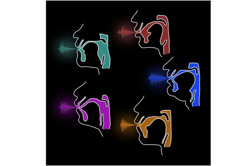 Diferenças na garganta podem ter ajudado a diversificar os sons das línguas humanas 1 Contornos do trato vocal mostram diferentes configurações usadas por falantes para produzir as mesmas vogais. (Imagem: Tiena Danner e Christoph Zollikofer / CC BY 4.0)